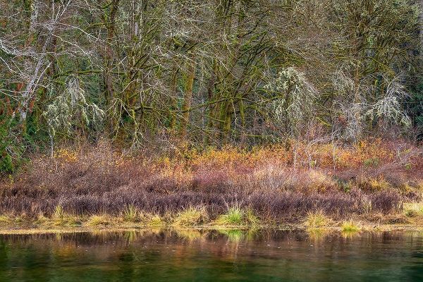 Washington State-Hood Canal Forest reflects in canal